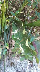 Anthurium dombeyanum