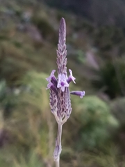 Lavandula buchii image