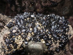 Mytilus edulis