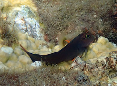 Ophioblennius macclurei