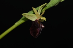 Ophrys sphegodes