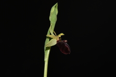 Ophrys sphegodes