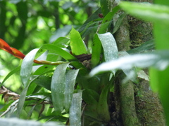 Vriesea taritubensis