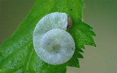 Apethymus filiformis