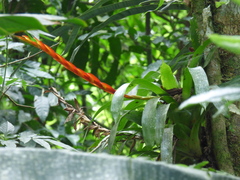 Vriesea taritubensis