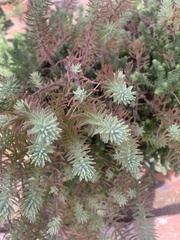 Sedum griseum