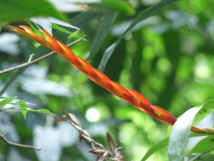 Vriesea taritubensis