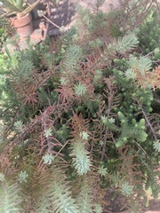 Sedum griseum