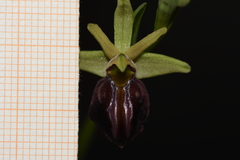 Ophrys sphegodes