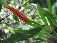 Vriesea taritubensis