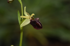 Ophrys sphegodes
