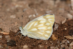 Pontia protodice