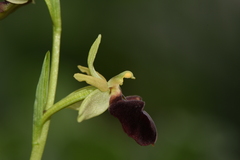 Ophrys sphegodes