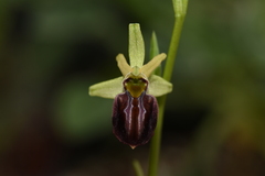 Ophrys sphegodes