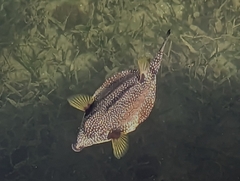 Lactophrys triqueter