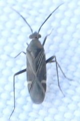 Cremnocephalus alpestris