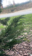 Juniperus chinensis