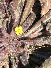 Camissoniopsis micrantha