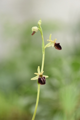 Ophrys sphegodes