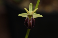 Ophrys sphegodes