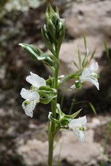 Chloraea galeata