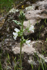 Chloraea galeata