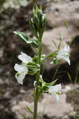 Chloraea galeata