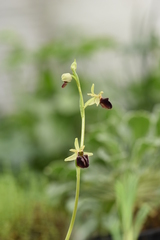 Ophrys sphegodes