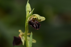 Ophrys sphegodes