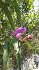 Sobralia dichotoma