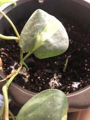Sclerotinia sclerotiorum