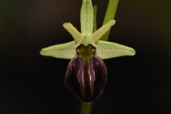 Ophrys sphegodes