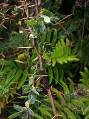 Berberis microphylla