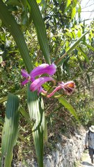 Sobralia dichotoma