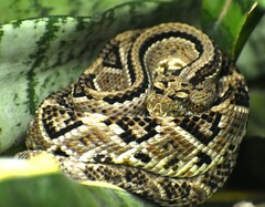 Crotalus tzabcan