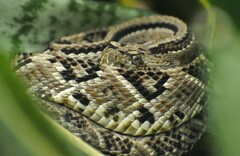Crotalus tzabcan