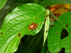 Ellipticus testaceus