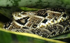 Crotalus tzabcan