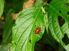 Ellipticus testaceus