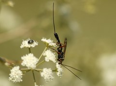 Ichneumonidae