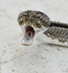 Crotalus tzabcan