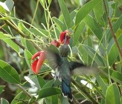 Heliomaster furcifer