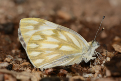 Pontia protodice