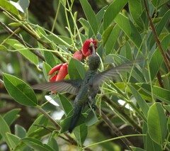 Heliomaster furcifer