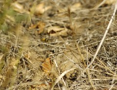 Vespula germanica