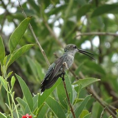 Heliomaster furcifer