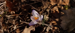 Crocus tauricus