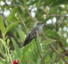 Heliomaster furcifer