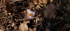 Crocus tauricus