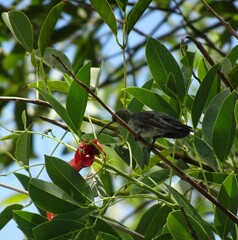 Heliomaster furcifer